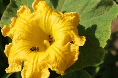 Vortrag: Zwiesprache mit meinem Garten – Wenn Vielfalt Wurzeln schlägt